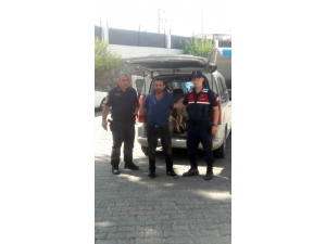 Araç Bagajında Koyun Hırsızlığı