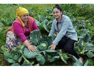 2 Bin Rakımlı Yaylada Beyaz Lahana Hasadı Başladı