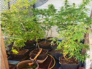 Didim’deki Villada Saksıda Hint Keneviri Yetiştirmiş