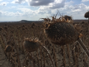 Keşan’da Ayçiçeği Hasadı Başladı