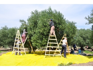 ‘Zeytinin Başkenti’ Akhisar’da Hasat Başladı