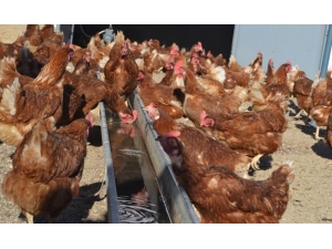 En Fazla Kümes Hayvanı Manisa’da