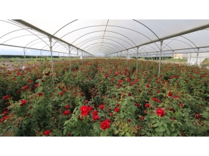 Gül Bahçesinde Yeşeren Umutlar İki Yaşında