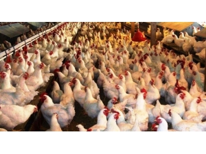 Kütahya’da Kümes Hayvanı Sayısı Yüzde 7,7 Azaldı