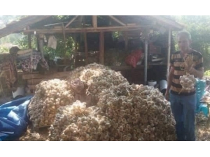 Kütahya’dan Osmanlı Saraylarına Giden Şifa Kaynağı