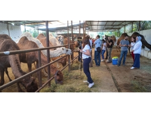 Ab Devesütü (Camelmılk) Proje Ekibi Aydın’da İnceleme Yaptı