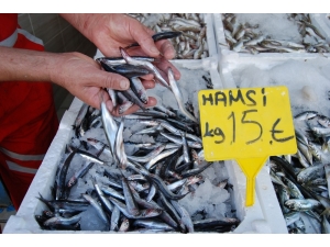 Hamsi Yüzünü Gösterdi