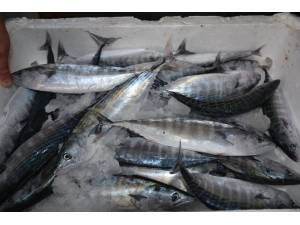 Sinop’ta İlk Palamutlar Tezgahlara Geldi