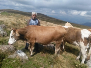 Hayvan Hırsızları Jandarmanın Takibiyle Yakalandı