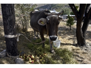 Bayburt’tan Kaçan İnek Gümüşhane’de Bulundu