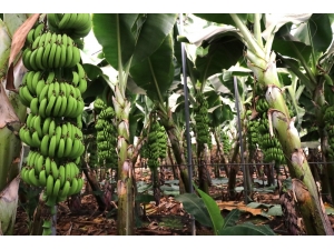 Muz İthalatı Gelecek Sene Bitecek