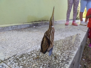 Yaralı ’Balaban’a Öğrenci Şefkati