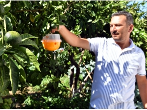 Sığacık’ta Meyve Ağaçlarına Tuzaklı Koruma