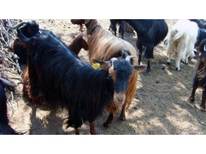 Muğla Büyükşehir’den Kırsal Kalkınma İçin ‘Kıl Keçisi’ Projesi