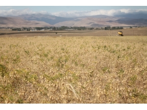 Bakliyat Üreticisinin Yüzü Gülüyor