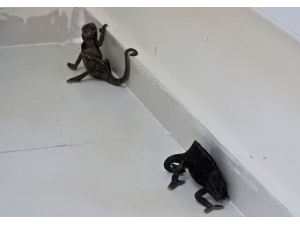 Çeşme’de Bulunan İki Bukalemun Doğaya Bırakılacak