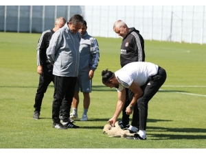 Sivasspor İdmanına Davetsiz Misafir