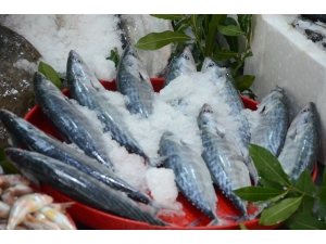 Palamut Fiyatı 7’ye Katladı