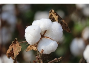 Yerli Pamuk İthal Pamuğun Önüne Geçemiyor