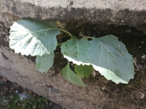 Beton Zeminde Kendiliğinden Yetişen Lahana Şaşırtıyor