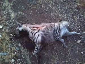 Nurdağı’nda Aracın Çarptığı Çizgili Sırtlan Telef Oldu