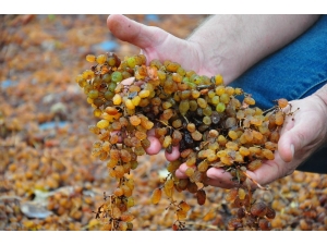 Manisa’da Şiddetli Yağmur Ekili Alanları Vurdu