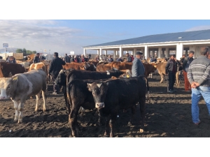 Kars’ta Saman Fiyatları Hayvan Pazarını Olumsuz Etkiliyor