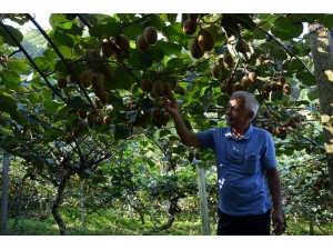 Yağmur, Kivi Üreticisine Yaradı