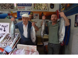 Trabzon Açıklarında Avlanan Torikler Tezgâhları Süslemeye Başladı