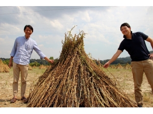 Japonlar ‘Suşi’ Susamı İçin Muğla’da