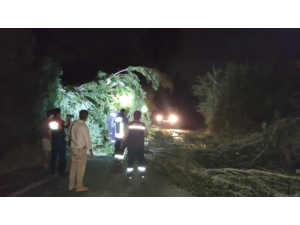 Ağaç Dalları Devrildi, Otomobiller Hasar Gördü