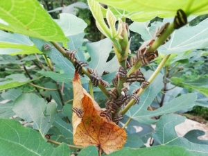 ’Vampir Kelebek’e ’Mantar’lı Çözüm
