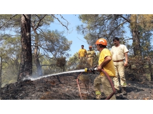 Asırlık Çam Ağaçları Alevlere Teslim Oldu