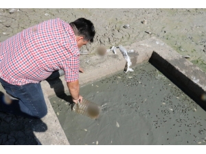 Sular Çekilince Binlerce Balık Telef Oldu