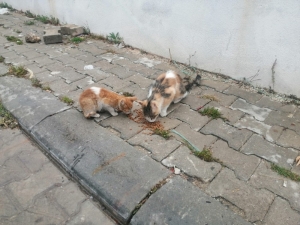 Kedilerin Zehirlenerek Telef Edildiği İddiası