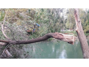 Kozan’da Fırtına Ağaçları Devirdi