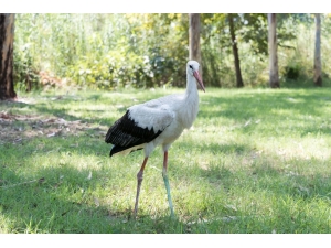 Yaralı Leylek Kışı Tarsus Hayvan Parkı’nda Geçirecek