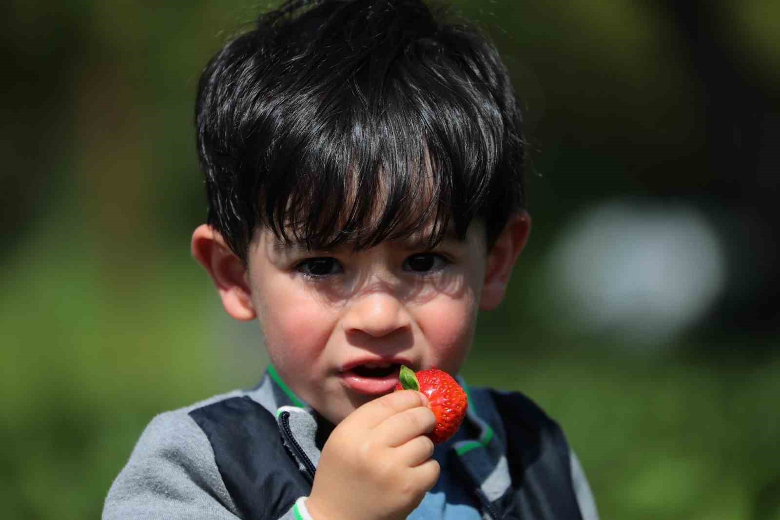 uzumlu-de-vatandaslar-cilegi-dalindan-topluyor