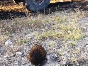 Anız Yangınında Başı Yanan Kirpiyi Su Dökerek Soğuttular