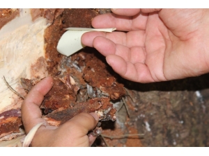 Terminatör Böcekler Sekiz Dişli’ye Karşı