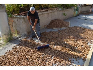 Oğuzlar Cevizi, Üreticinin Yüzünü Güldürdü