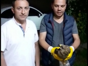 Yaralı Kızıl Şahin Sağlığına Kavuştu