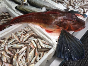 Yıllar Sonra Ağlara Takılan Kırlangıç Balığı Şaşırttı