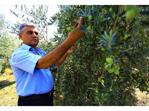 Zeytinde Halkalı Leke İle Mücadele Meyvesini Veriyor