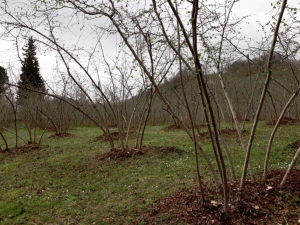 Fındık Timleri Sahaya İniyor