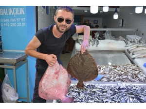 Balıkçıların Yüzü Kalkan Balıklarıyla Güldü