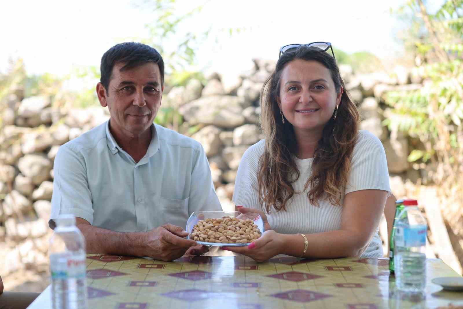 yuntdagi-nda-fistik-hasadi-icin-geri-sayim-basladi