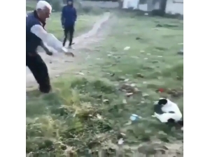 Önce Köpeğe, Sonra Duruma Tepki Gösteren Gence Taş Attı