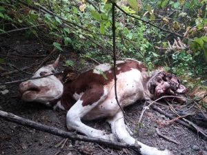 Kastamonu’da Ayı Saldırısına Uğrayan Büyükbaş Hayvan Telef Oldu