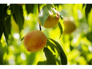 Şeftali İhracatında Analiz Yükü Yarı Yarıya Azaldı